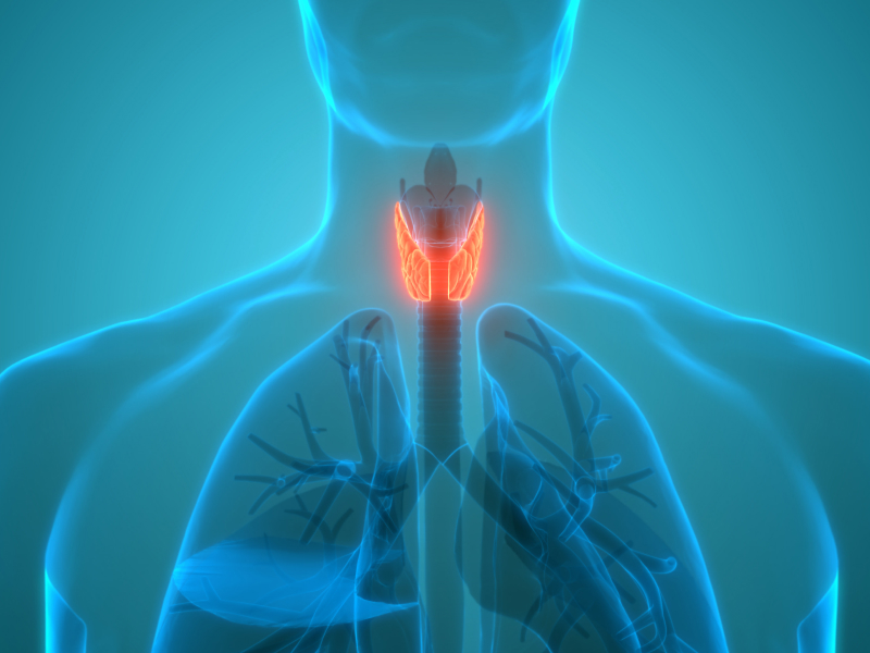 Medizinische 3D-Illustration der Schilddrüse im menschlichen Körper.